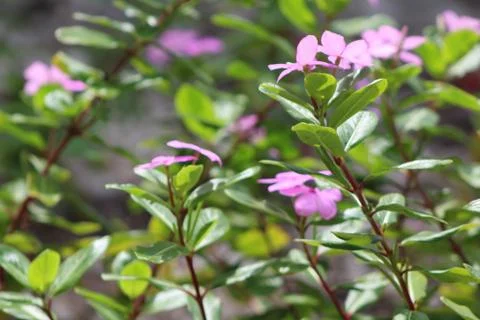 Flowers Foto stock