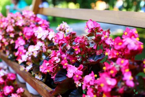 Flowers Stock Photos