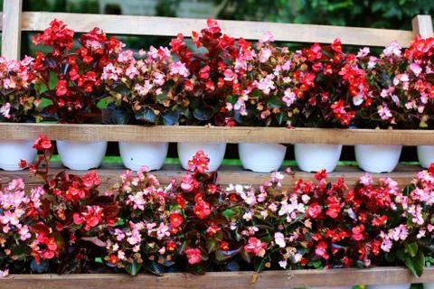 Flowers Stock Photos