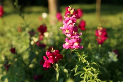 Flowers Stock Photos