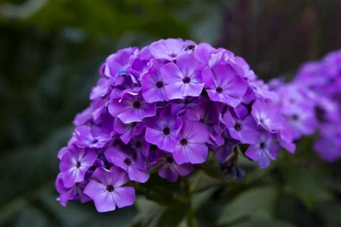 Flowers Stock Photos