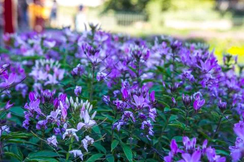 Flowers Stock Photos