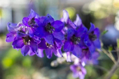 Flowers Stock Photos