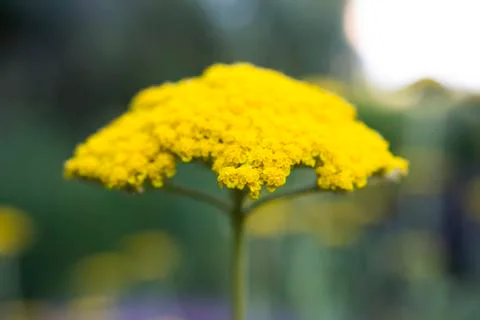 Flowers Stock Photos