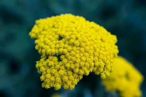 Flowers Foto stock