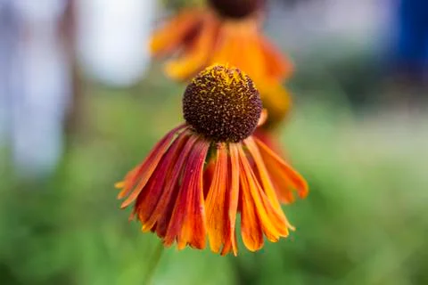 Flowers Stock Photos