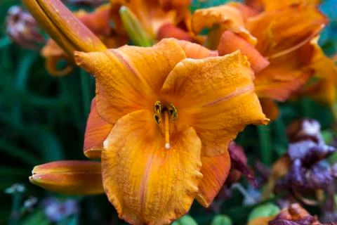Flowers Stock Photos