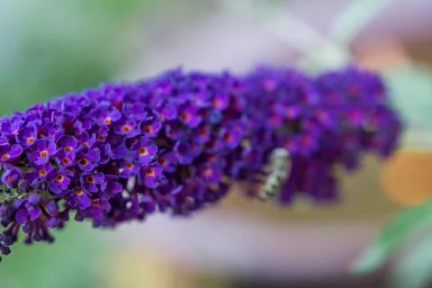 Flowers Stock Photos