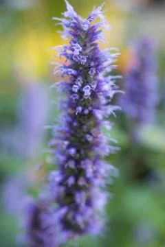 Flowers Stock Photos