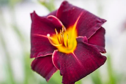 Flowers Stock Photos