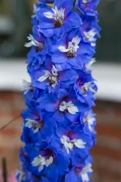 Flowers Stock Photos