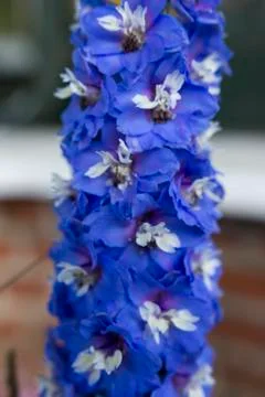 Flowers Stock Photos