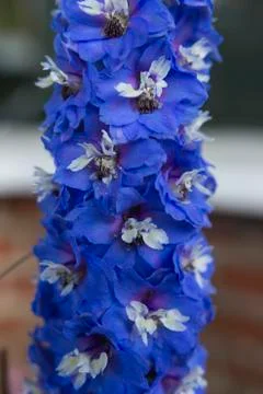 Flowers Stock Photos