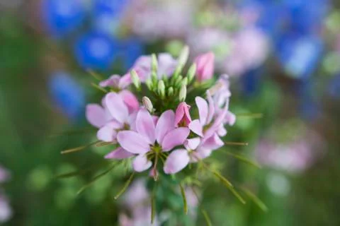 Flowers Stock Photos