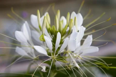 Flowers Stock Photos