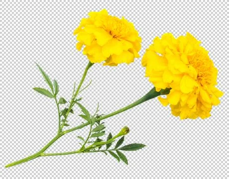 Flowers 库存照片