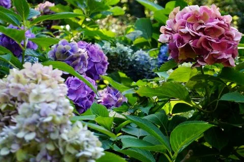 Flowers Foto stock