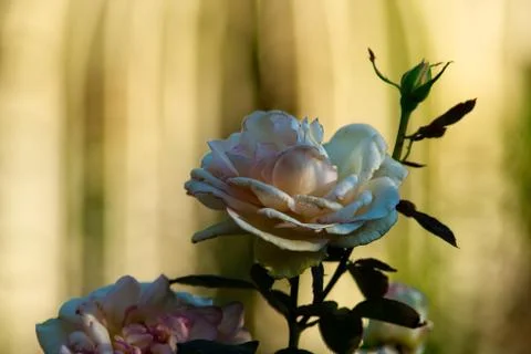 Flowers Stock Photos
