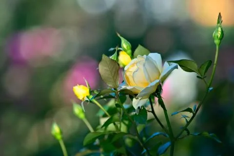 Flowers Stock Photos