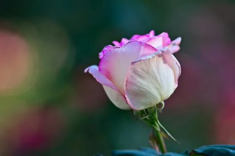 Flowers Stock Photos