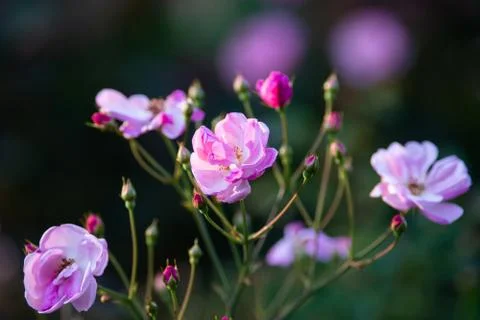 Flowers Stock Photos