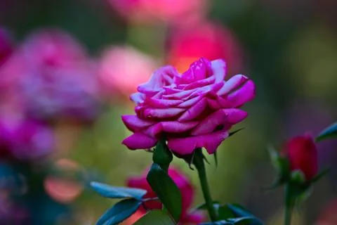 Flowers Stock Photos