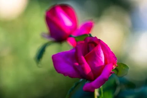 Flowers Stock Photos