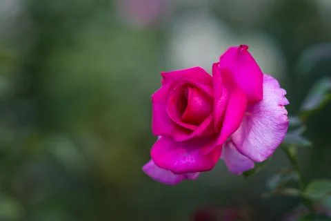Flowers Stock Photos
