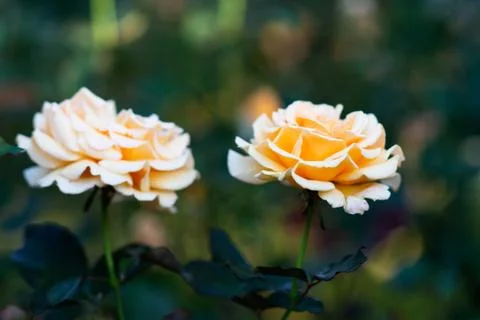 Flowers Stock Photos