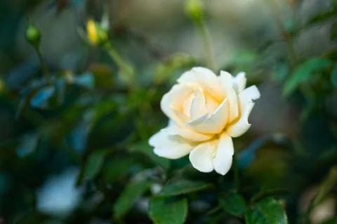 Flowers Stock Photos