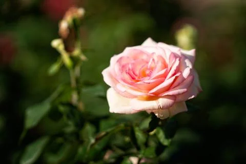Flowers Stock Photos