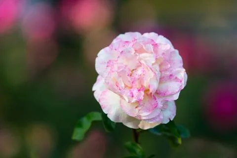 Flowers Stock Photos
