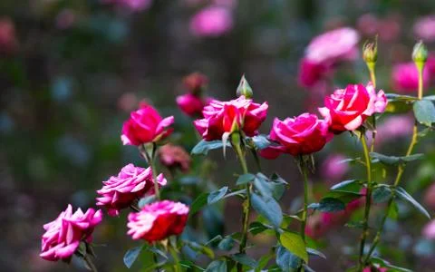 Flowers Stock Photos