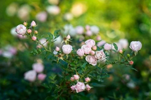 Flowers Stock Photos