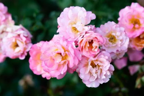 Flowers Stock Photos