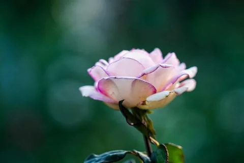 Flowers Stock Photos