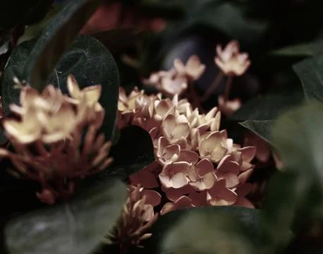 Flowers Stock Photos