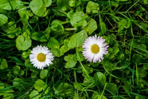 Flowers Stock Photos