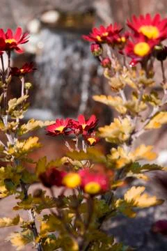 Flowers Foto stock
