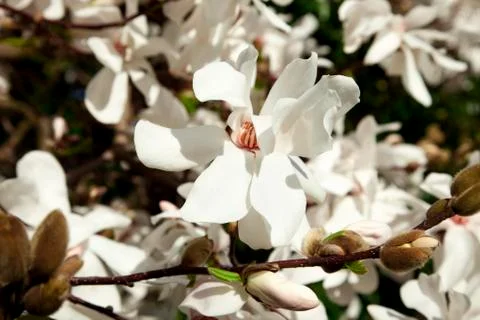 Flowers 스톡 사진