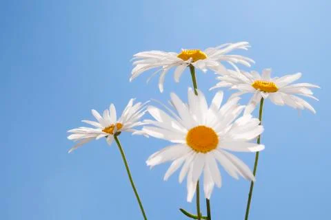 Flowers 스톡 사진