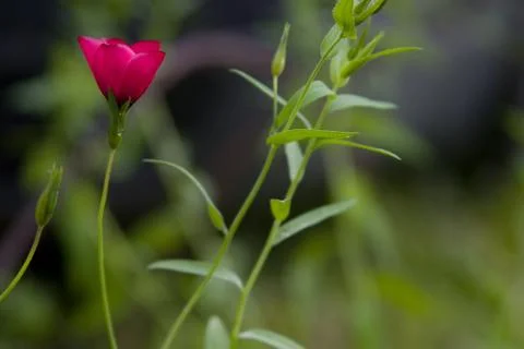 FLOWERS Stock Photos