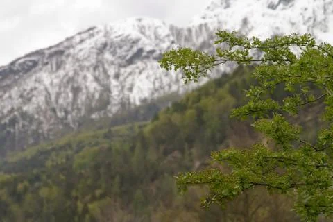 FLOWERS Stock Photos