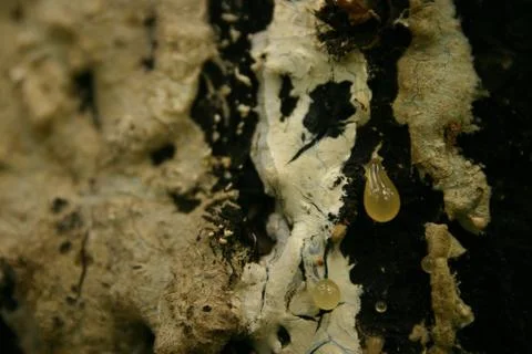 FLOWERS Stock Photos