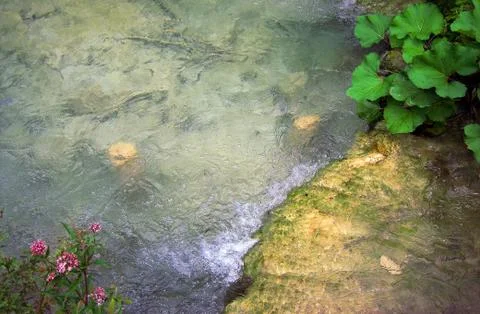 FLOWERS Stock Photos