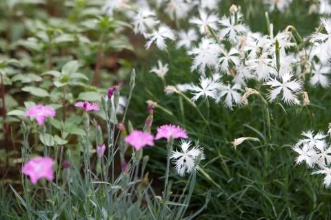 FLOWERS Stock Photos