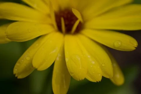 FLOWERS Stock Photos