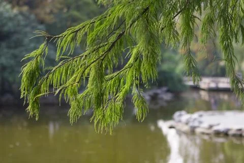 FLOWERS Stock Photos