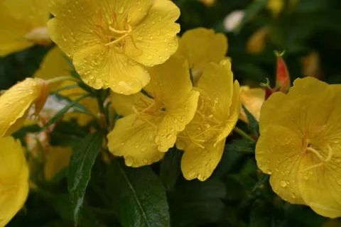 FLOWERS Stock Photos