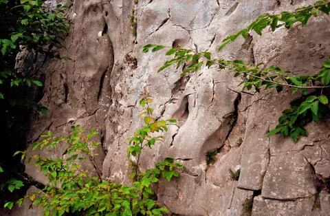 FLOWERS Stock Photos